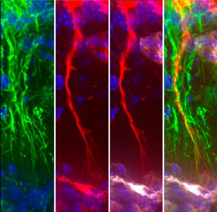 Tanycytes in green capturing Tau protein in red.