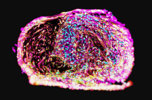 PNS 3D Organoids