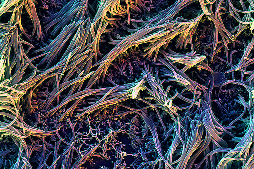 Cilia