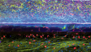 Intestinal tri-culture 