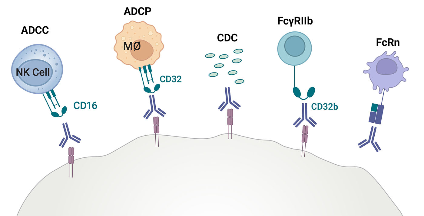 From Discovery to Lot Release: A Validated Suite of Assays for Biologics Drug Development