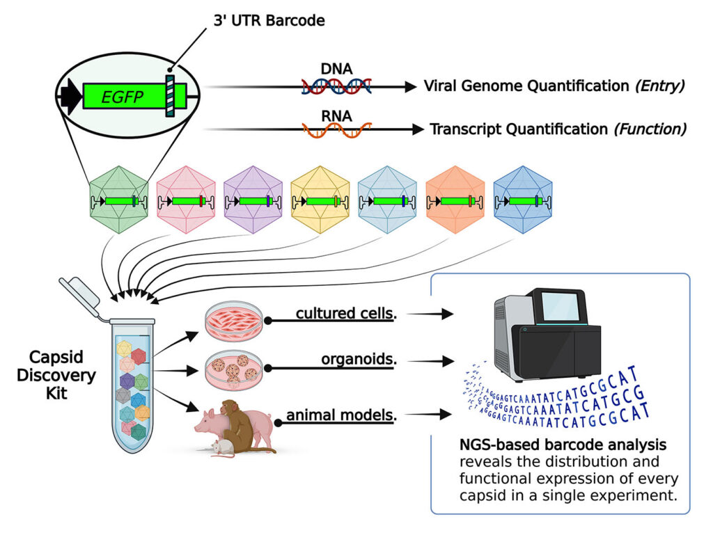 AAV-capsid screening workflow