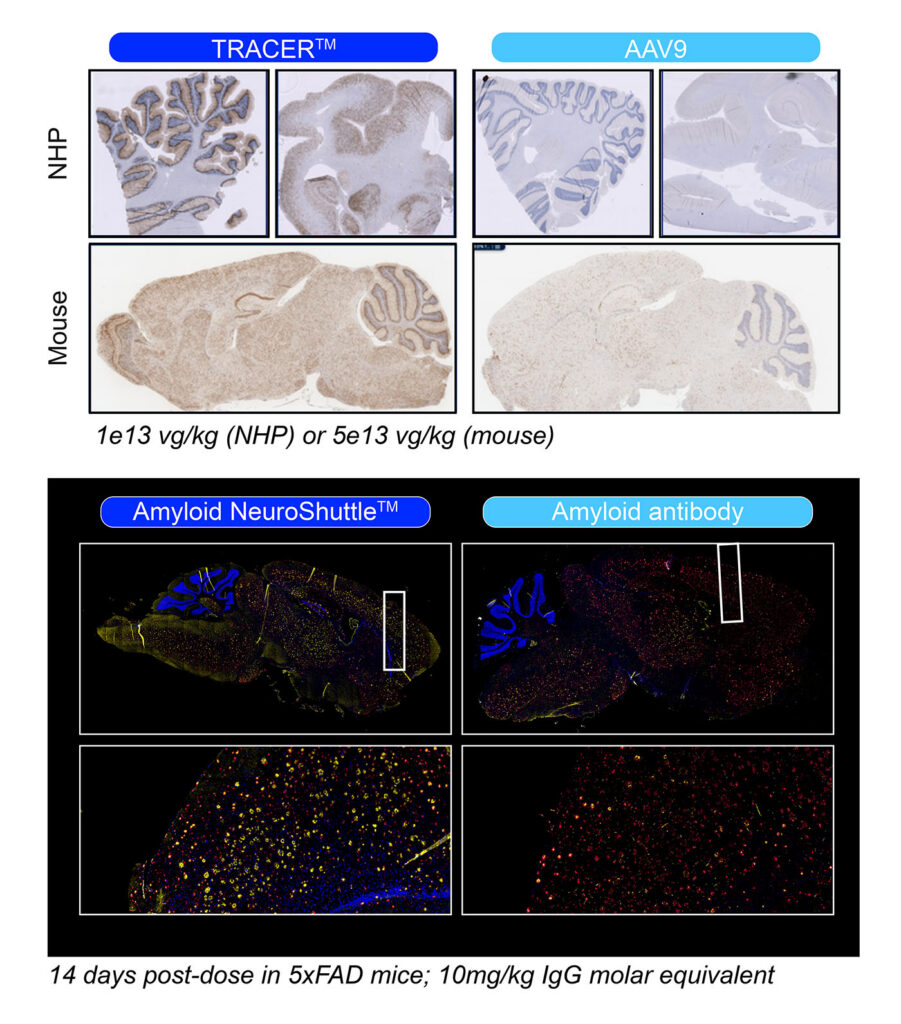 TRACER, Voyager’s unbiased capsid and receptor discovery engine
