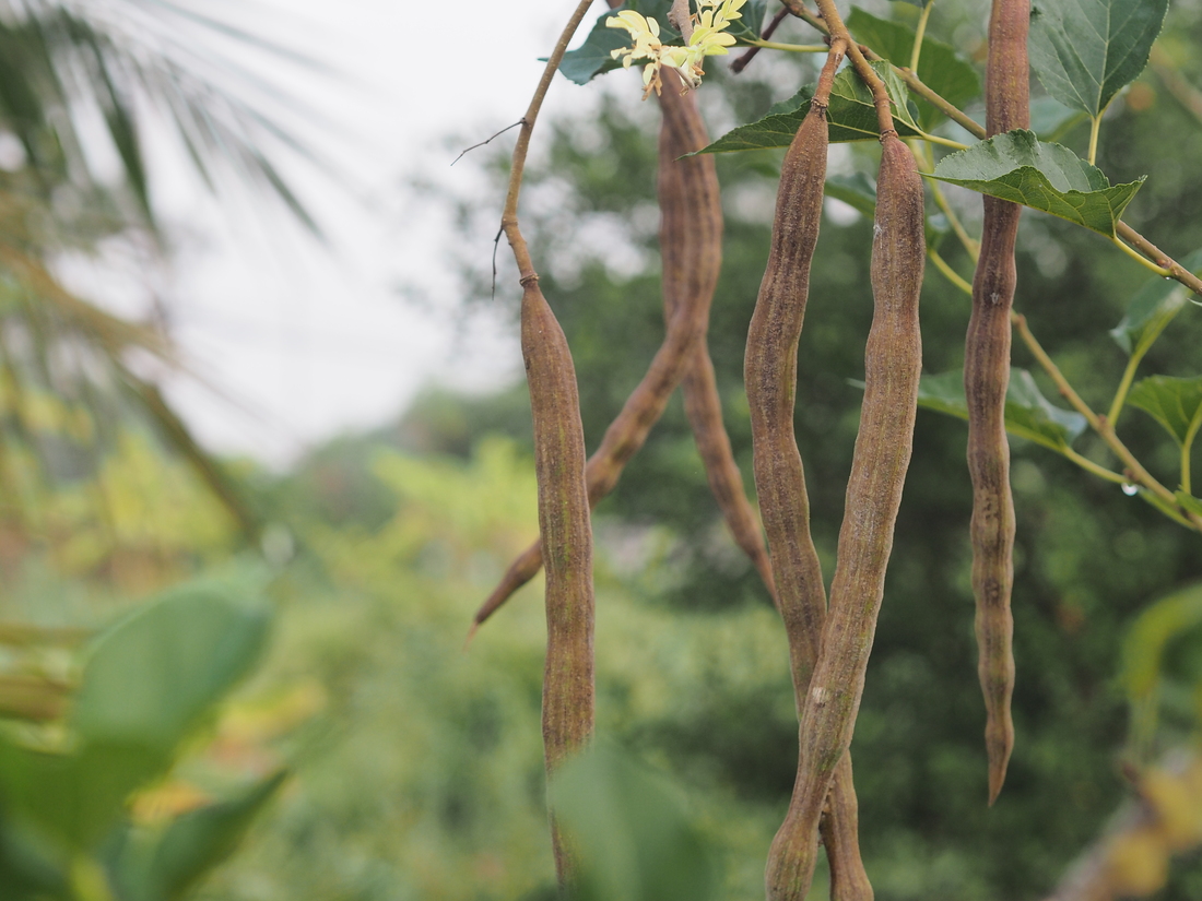 Redefining Bioprocessing Using Reservoirs of Biochemical Diversity