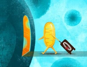 A playful representation of a mitochondrion moving into a larger cell, bringing with it the "baggage" of mutated mitochondrial DNA. Researchers at the Salk Institute developed a new platform for studying that mutated mitochondrial DNA, helping explain the ways it influences human health. [Salk Institute]