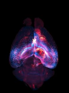 A 3D network of interconnected astrocytes imaged inside a whole, transparent mouse brain. Each astrocyte's color shows its distance from the viewer; closer astrocytes are blue, while more distant astrocytes are red. [Cooper et al. Astrocytes connect specific brain regions through plastic networks. Nature. 2026. doi:10.1038/s41586-026-10426-6.]