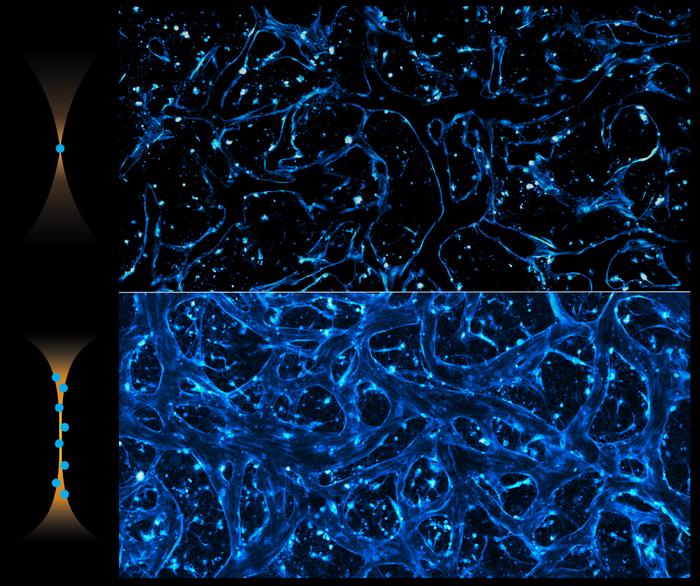 Pencil Beam Laser Could Help Researchers Design Brain-Targeted Therapies