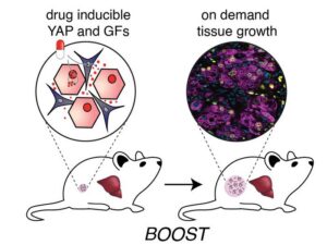 The genetic “BOOST” strategy integrates tissue engineering and synthetic biology tools to enable on-demand liver growth inside the body. By specifically rewiring the gene expression of primary liver hepatocytes and supportive fibroblast cells, a tissue growth program is switched on in a small, engineered liver construct after its implantation into recipients and upon addition of an inducing agent (shown as a pill). As a result, the hepatocytes in the construct start and continue to proliferate until a desired construct size has been reached and the inducing signal is not provided anymore. In mice, BOOST resulted in robust and healthy liver growth. [Wyss Institute at Harvard University]