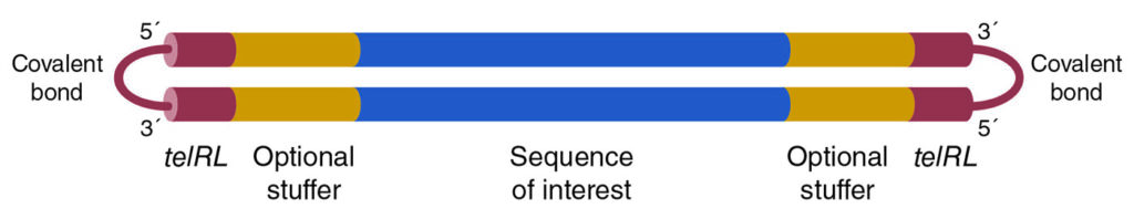 illustration of dbDNA