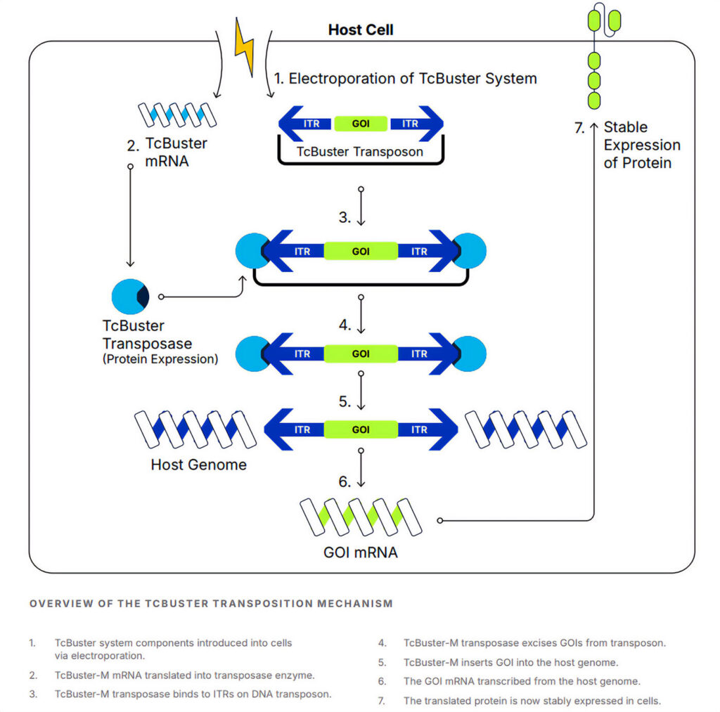 TcBuster system illustration
