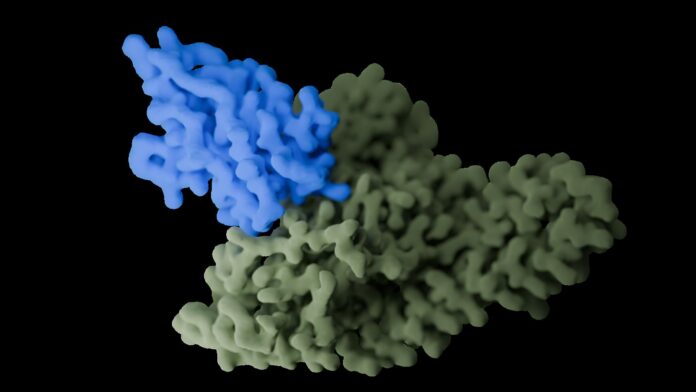 3D structural model of an antibody (blue) bound to its antigen target (green). [FairJourney Bio]