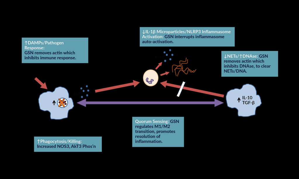 modulating levels of plasma gelsolin illustration