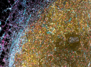 Lunaphore Immunofluorescence Image