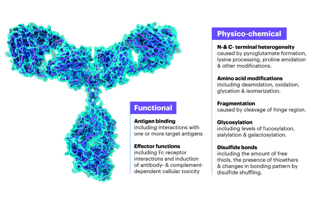 antibody