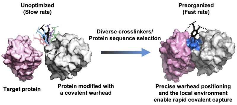 The principle for developing fast-acting covalent proteins via comprehensive crosslinker and protein sequence engineering. [Bobo Dang's Lab at Westlake University]