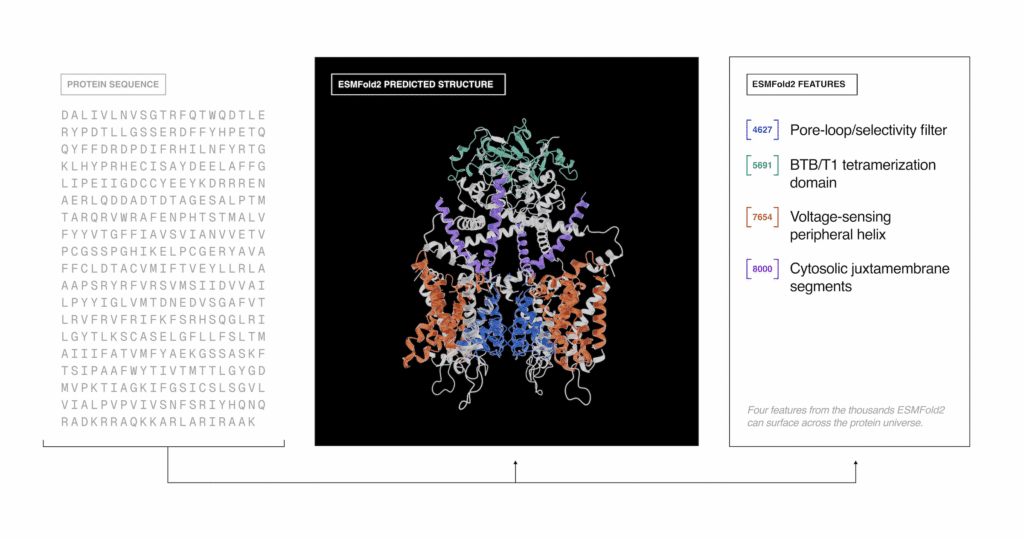 Biohub Releases Protein Biology World Model to Address Disease