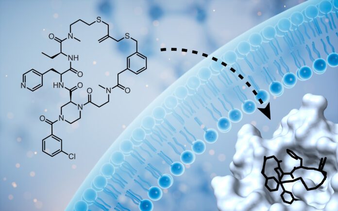 Membrane-permeable cyclic peptide that inhibits the intracellular Keap1-Nrf2 protein-protein interaction. [Christian Heinis (EPFL)]