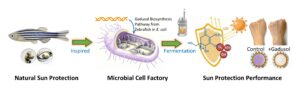 Producing gadusol through a microbial cell factory for sun protection. [Science Center for Future Foods, Jiangnan University]