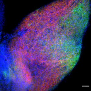 Assessing TrkA receptors transcytosis from cell bodies to nerve terminals in vivo. Superior cervical ganglion (SCG) in Ntrk1Flag mice, at postnatal day 2 to day 3 were injected in one of each paired ganglia per animal with the contralateral ganglion and target tissues (noninjected side) serving as internal controls to assess any systemic leakage of injected label. Representative image of the injected side. Flag (green) and sympathetic neurons (Tuj1, red) immunofluorescence in the superior cervical ganglia. DAPI is shown in blue. Scale bars, 50 μm. [All images and movies were generated by Guillermo Moya Alvarado]