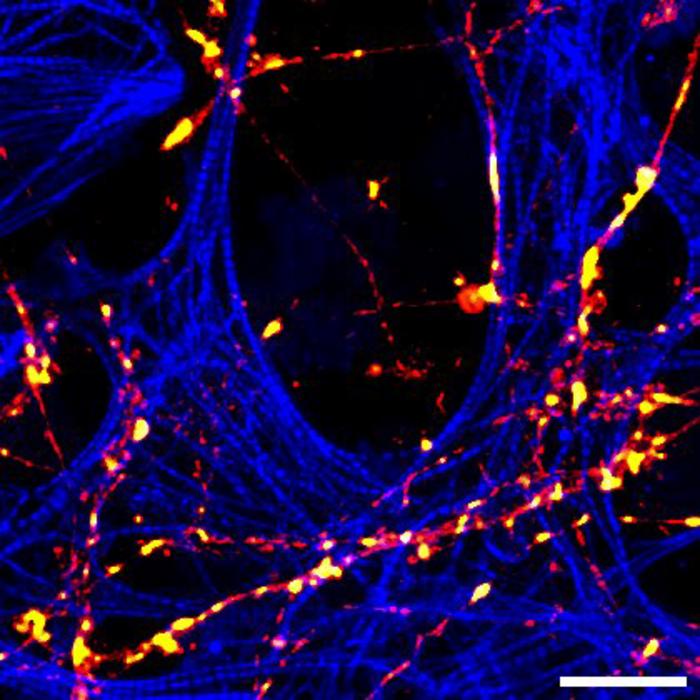 Visualizing Receptor Transport Within Neurons via Transcytosis