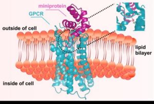 GPCR microprotein