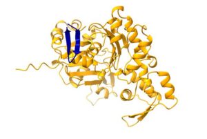 Predicted binding between a non-canonical open reading frame (blue) and traditional protein (yellow). [Leron Kok/Princess Máxima Center for pediatric oncology]