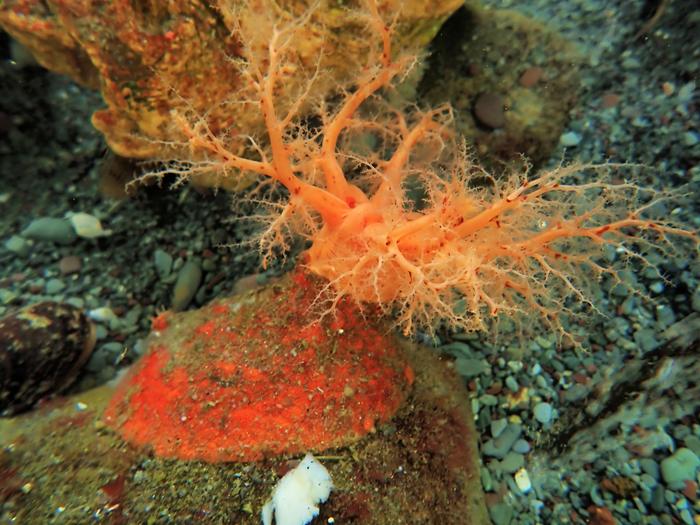 Sea Cucumber Tissues Demonstrate Natural Immortality in Seawater