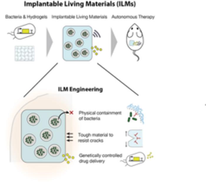 Implantable Living Materials Contain Infection-Sensing Bacteria That Release Therapeutics