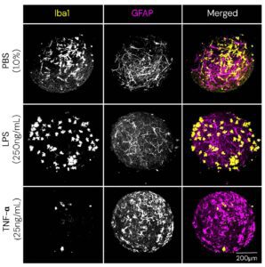 Differential microglial and astrocytic responses to inflammatory insults in CNS-3D Inflammatory Organoids.