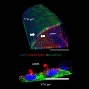 A polarized kidney tubuloid in an OrganoPlate chip