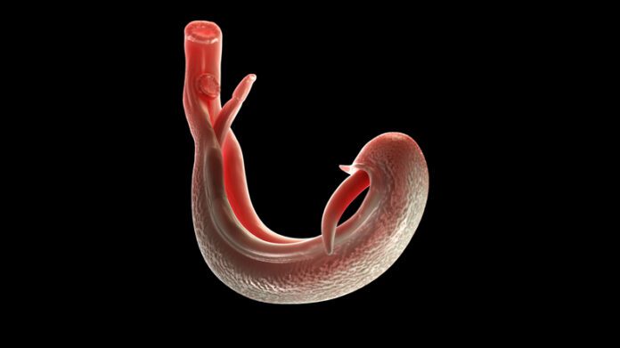 Illustration of a schistosoma