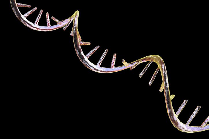 New mRNA Delivery Platform Restores Muscle Function in DMD Models