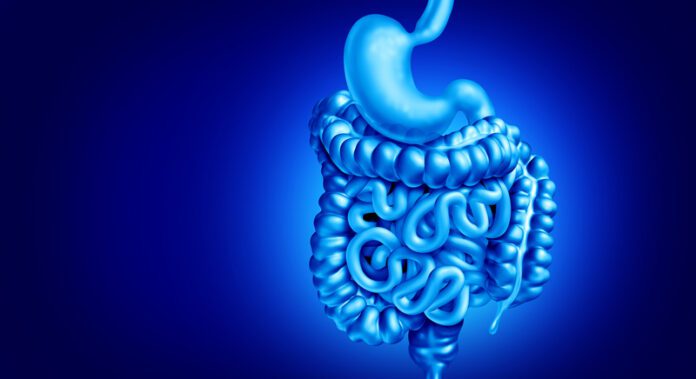 human digestion
