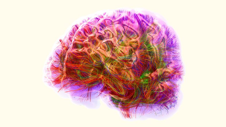 Disease Detection Gets Boost from Keck’s New Brain Reference Map