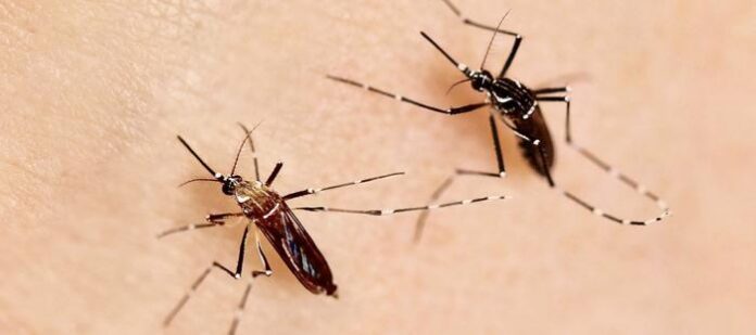Version 2 Aedes aegypti mosquito
