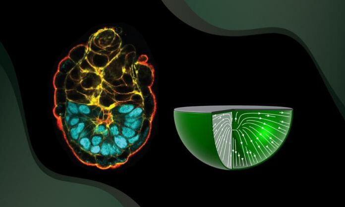 Polarized cells in the developing epiblast (seen in blue) orient themselves in structured patterns as modeled on the right, depending on their interactions with varying tissue boundaries [Takafumi Ichikawa, Pamela Guruciaga, Anna Erzberger, Creative Team/EMBL]