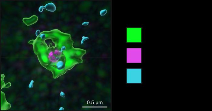 Novel Intracellular Pathway Identified That Protects Against Viral and Bacterial Infection