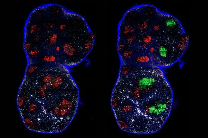 Side-by-side images of germinal centers before and after photoactivation. Researchersused a novel technique to study in fine detail the evolution of high affinity B cells. [Tatsuya Araki, Victora Lab at Rockefeller University]