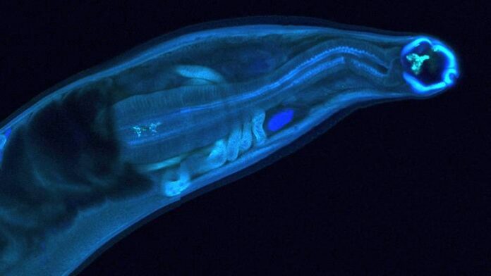 WashU Medicine researchers genetically modified hookworms to produce and deliver a therapeutic antibody inside a host, a proof-of-concept that could lead to long-lasting treatments for chronic disease or exposure to toxins in remote settings. [Courtesy of Makedonka Mitreva]