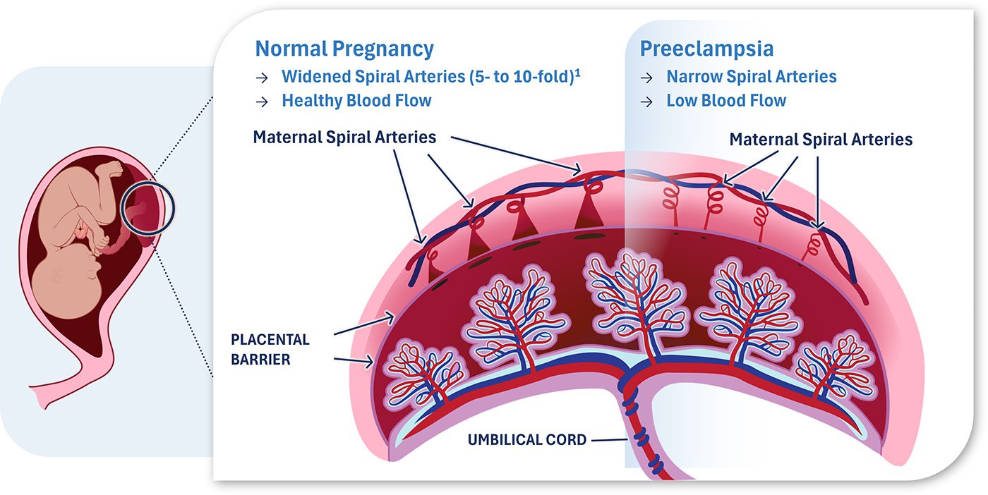 KLK1 Expands Possibilities to Restore Vascular Health