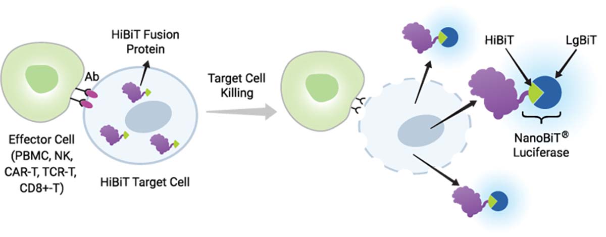 Principle of the HiBiT TCK Bioassay