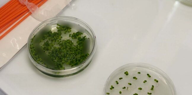 A comparative view of Lemna cultivation