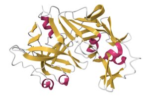 Structure of recombinant bovine chymosin