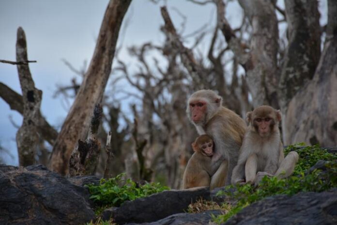 Cayo Santiago (colloquially referred to as “Monkey Island”), is a 38-acre island off Puerto Rico's east coast. The island is inhabited by over 1,500 free-ranging rhesus macaques and managed by the University of Puerto Rico and Caribbean Primate Research Center. [Arizona State University]