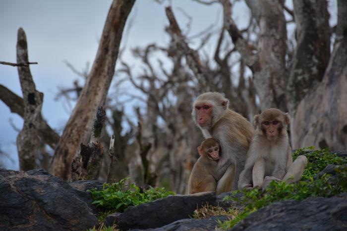 Impact of Early Life Adversity on Epigenome at Molecular Level Mapped in Macaques