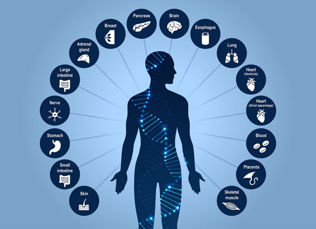 Salk Institute researchers profiled the 3D genome structure of cells from 16 different tissues from the human body to create an atlas that will help scientists study human health and disease. Tissues included: skin, small intestine, stomach, nerve, large intestine, adrenal gland, breast, pancreas, brain, esophagus, lung, heart (ventricle), heart (atrial appendage), blood, placenta, and skeletal muscle. Credit: Amy Cao