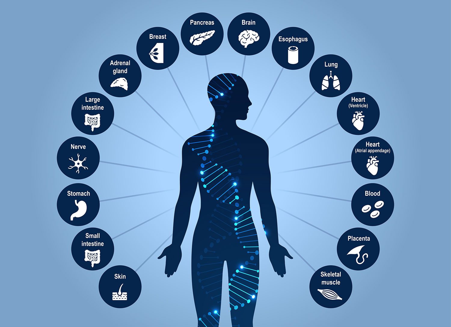 Single-Cell Atlas Simultaneously Maps 3D Genome Architecture and DNA Methylation