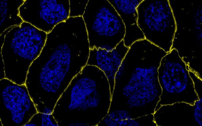 gut repair