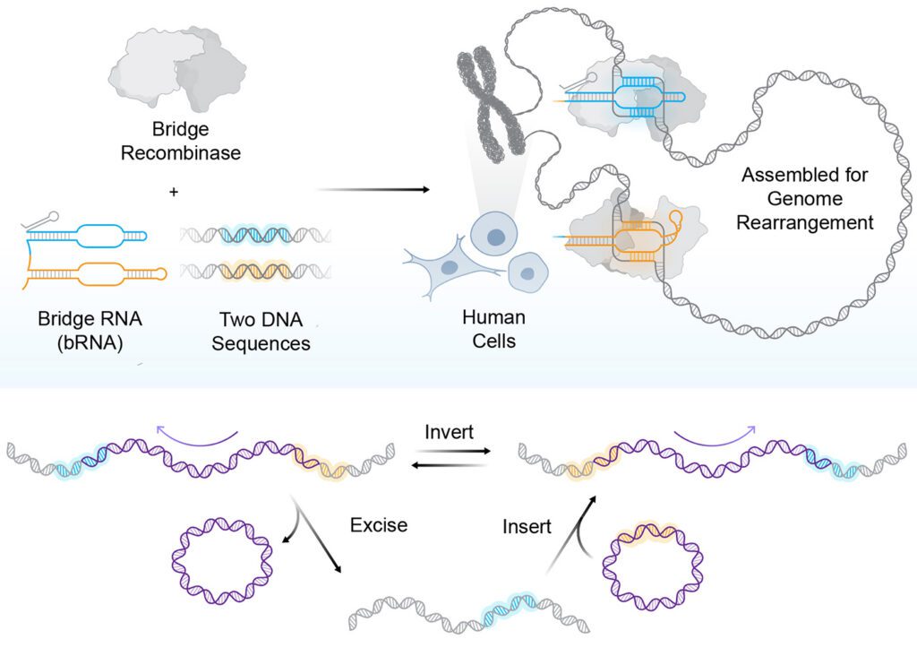 The Quest for Large-Scale DNA