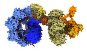 use of cssDNA as a novel, immune-evasive large DNA modality
